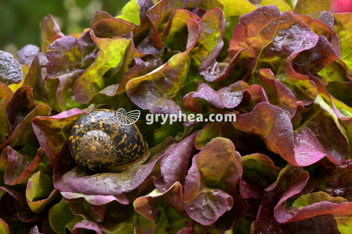 Escargot Petit-gris au repos (Helix aspersa) sur une salade - gryphea.com